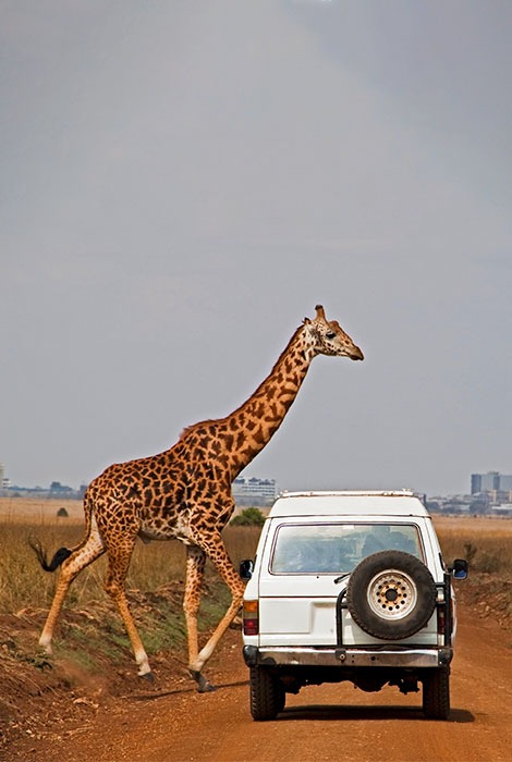 Giraffe crosses the street in front of vehicle traveling down Kenyan road.