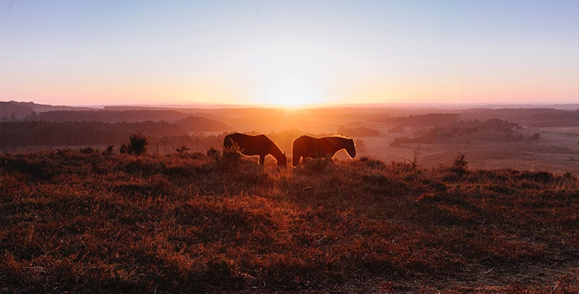 New Forest ponies graze in the National Park pastures in England.